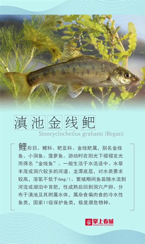 2025新澳最新资料大全和云南滇池现鱼跳龙门与滇池跳水